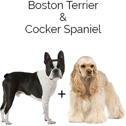 Boston Spaniel Dog